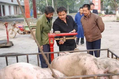 开局一头猪我在荒年养全家