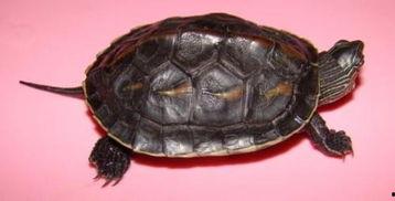 小乌龟是如何长大的